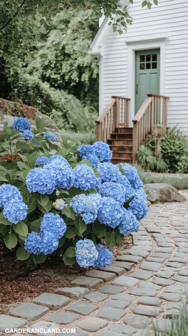 Garden edging ideas Cobblestone Edging blue hydrangeas garden near a white coastal house