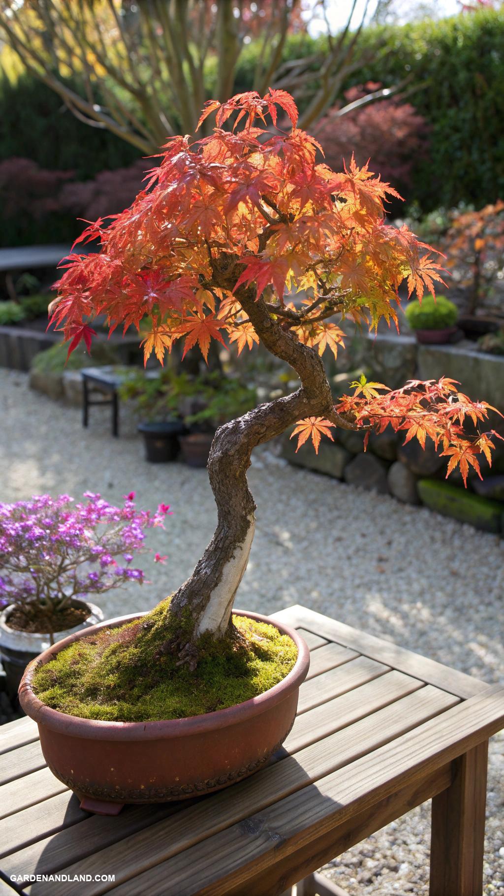 japanese maple tree landscaping Maple tree bonsai for small spaces