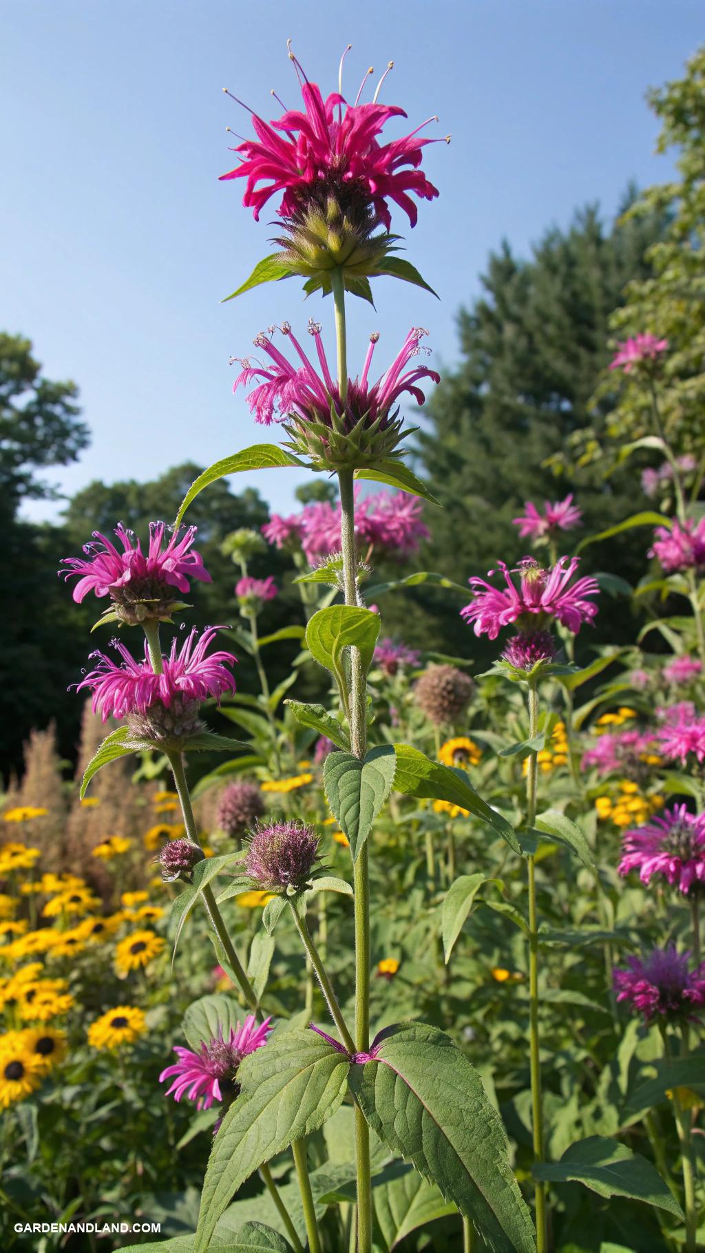 full sun perennials Bee Balm for attracting pollinators