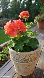 full sun container plants Bold Geraniums for striking displays