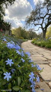 walkable ground cover Blue Star Creeper for delicate blooms