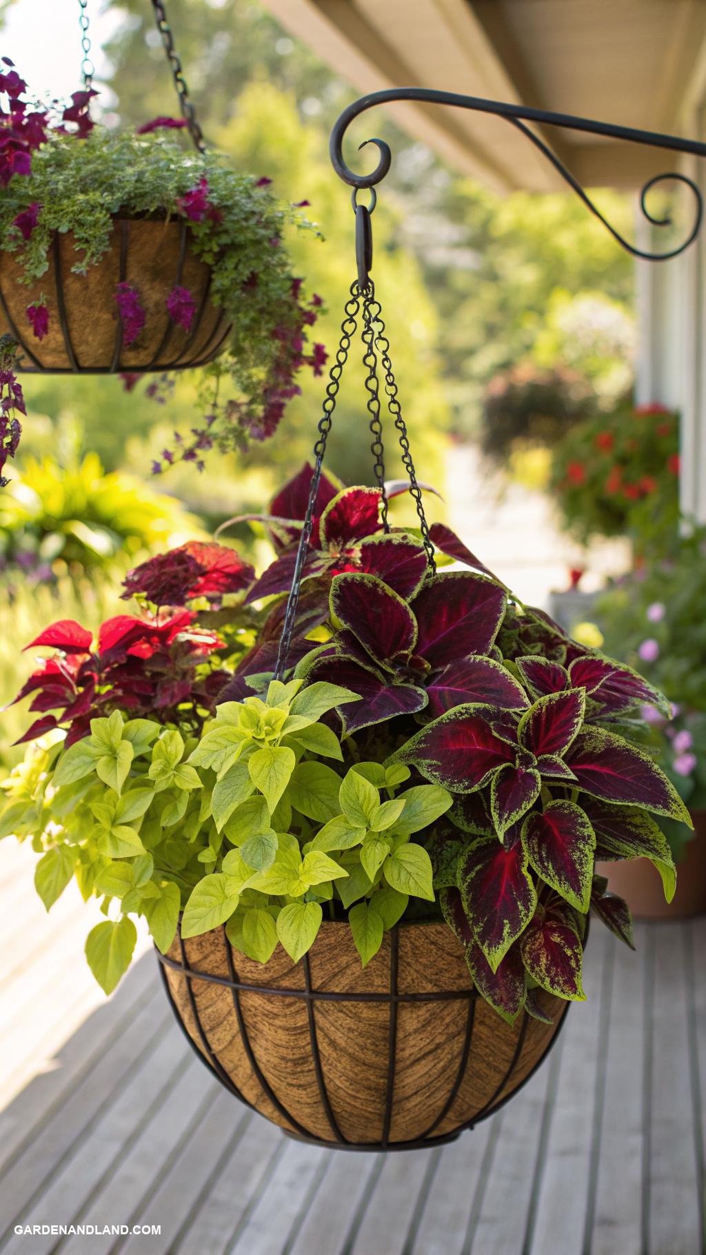 coleus planter ideas Hanging baskets for vertical color display